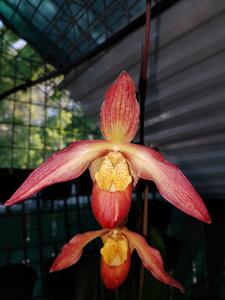 Phragmipedium Noirmont