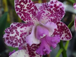 Cattleya Caudabec Candy