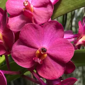 Vanda Robert Mezey