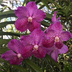 Vanda Prayard Muang Ratch