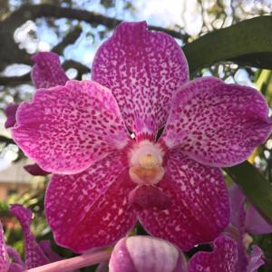 Vanda Prayard Muang Ratch