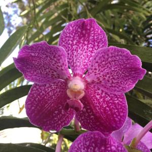 Vanda Prayard Muang Ratch