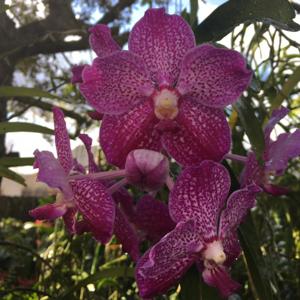 Vanda Prayard Muang Ratch