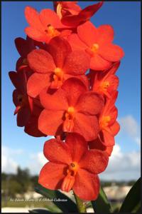 Vanda Wacharin