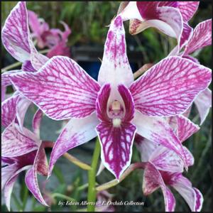 Dendrobium Fire Wings