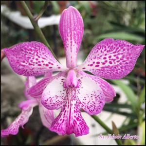 Epicatarthron Hilo Adventure