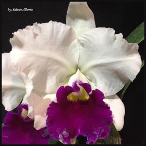 Cattleya Melody Fair