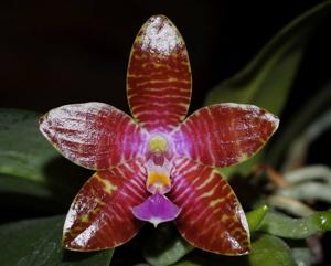 Phalaenopsis Conny's Jewel