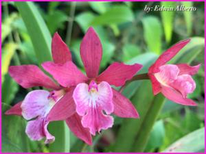 Epicattleya Tropical Jewel