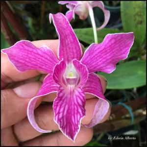 Dendrobium Hawaii Spectacular