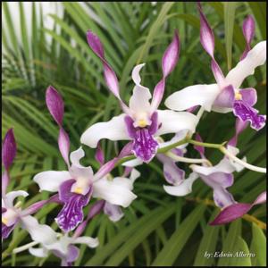 Dendrobium Maui Sparkle