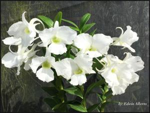 Dendrobium Isabel Sander