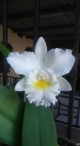 Rhyncholaeliocattleya Tsiku Orpheus