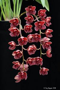 Cymbidium Street Tango