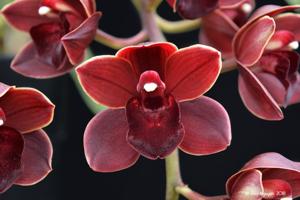 Cymbidium Street Tango