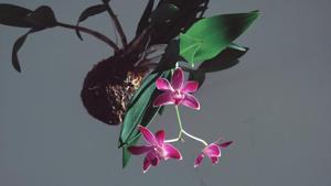 Dendrobium Berry