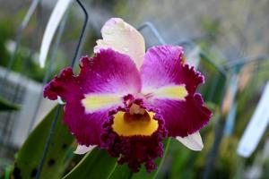 Rhyncholaeliocattleya Irma Selles