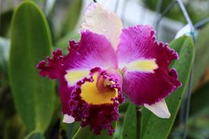 Rhyncholaeliocattleya Irma Selles