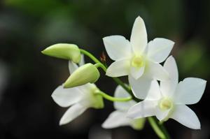 Dendrobium Warringah