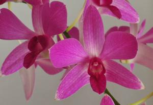 Dendrobium Warringah