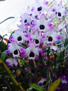 Dendrobium My Noble Lady