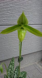 Paphiopedilum Saiun