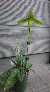 Paphiopedilum Saiun