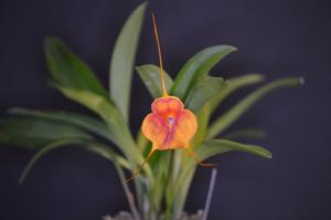 Masdevallia Angel Frost