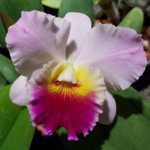 Cattleya World Vacation