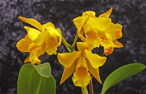 Cattleya Daffodil
