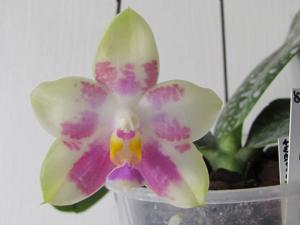 Phalaenopsis Chienlung Violet Canary