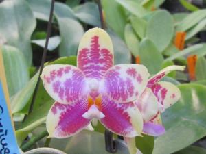 Phalaenopsis Chienlung Violet Canary