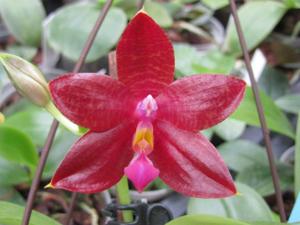 Phalaenopsis Chienlung Garnet