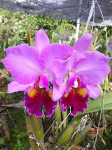 Rhyncholaeliocattleya Phet Ratsima