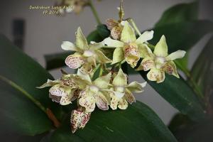 Dendrobium Lutin Blanc