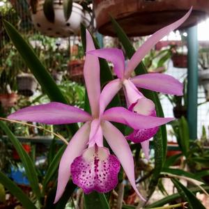 Brassocattleya lindleyana