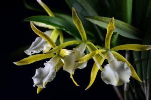 Brassocattleya Estrella Soñada