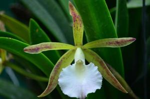 Brassocattleya Estrella Soñada