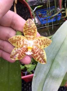 Phalaenopsis Mel's Lovely Giant