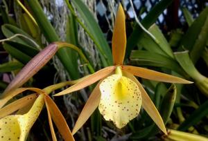 Brassocattleya Yellow Bird