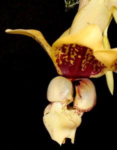 Stanhopea Verhoffiana