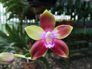 Phalaenopsis Tying Shin Fly Eagle