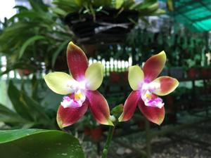 Phalaenopsis Tying Shin Fly Eagle