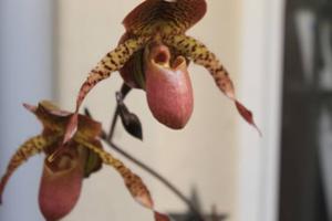 Paphiopedilum Shen-Liu Peri