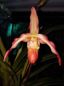 Phragmipedium Living Fire