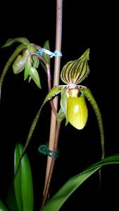 Paphiopedilum Reverend Canon Mari