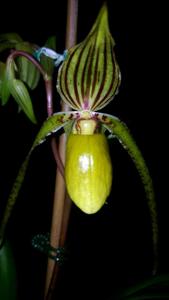 Paphiopedilum Reverend Canon Mari