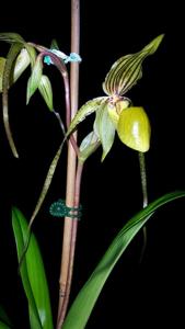 Paphiopedilum Reverend Canon Mari