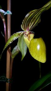 Paphiopedilum Reverend Canon Mari