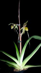 Paphiopedilum Reverend Canon Mari